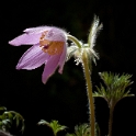 IMG_5235.dng-Blume-.jpg   26.04